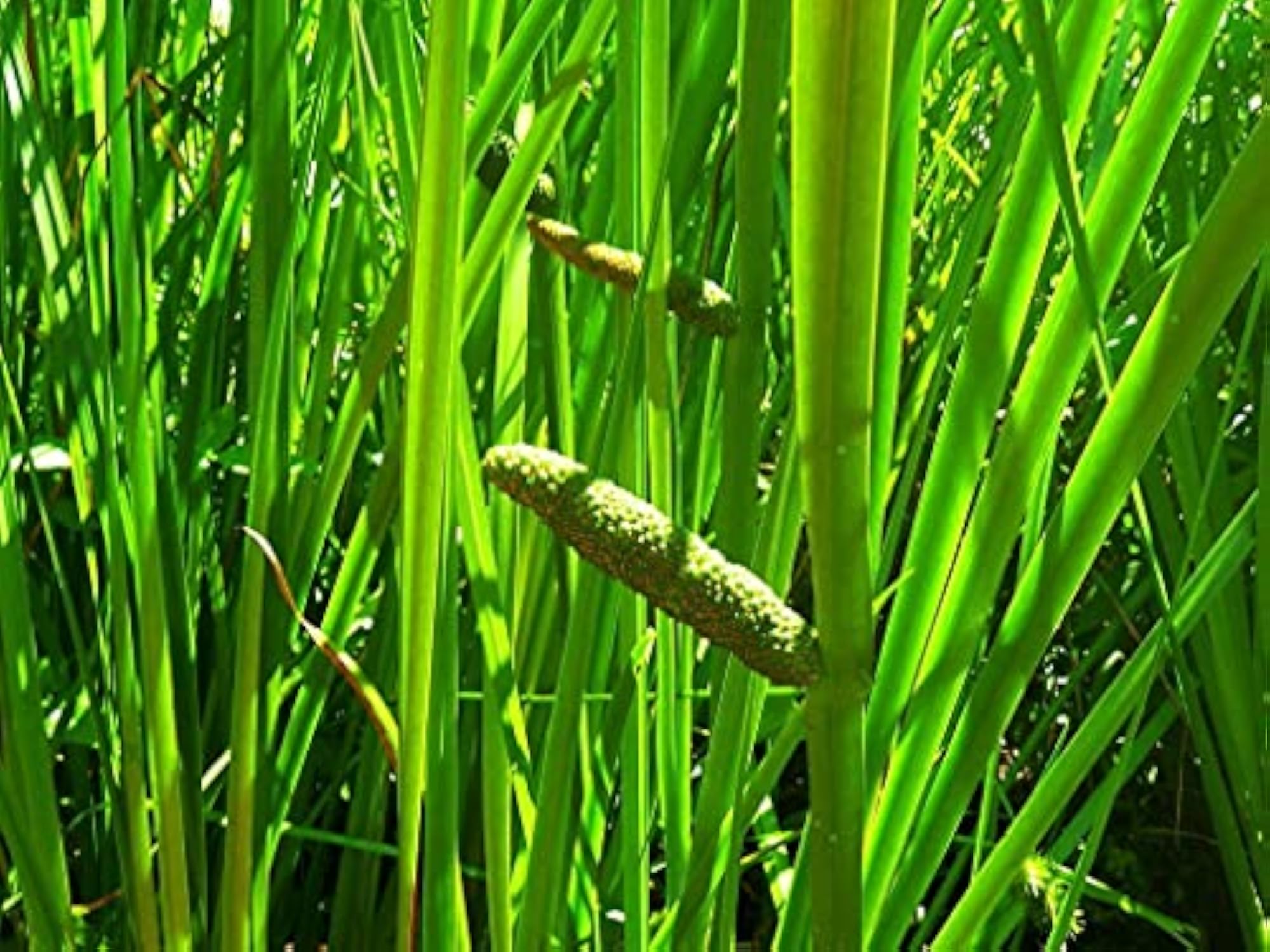 LJL Traders Acorus Calamus, 100g, Natural Herb